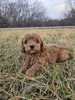 Aspen, a female Cavapoo for sale in Jamesport, MO – Photo 2 of 4