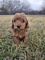 Aspen, a female Cavapoo for sale in Jamesport, MO – Photo 1 of 4