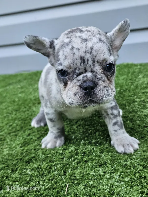 Mango – French Bulldog puppy for sale in Jamesport, MO