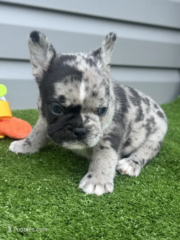 Harbor – French Bulldog puppy for sale in Jamesport, MO