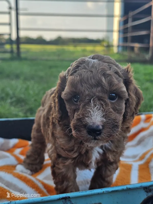 Lake – Cavapoo puppy for sale in Jamesport, MO