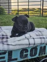 Gus, a male French Bulldog for sale in Jamesport, MO – 3 of 4