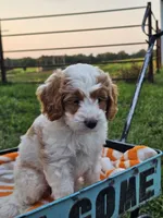 Ivory, a female Cavapoo for sale in Jamesport, MO – 2 of 5
