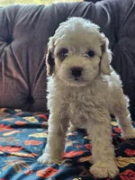 Nori, a female Cavapoo for sale in Jamesport, MO – 3 of 7