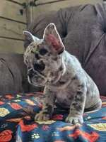 Mango, a female French Bulldog for sale in Jamesport, MO – 3 of 8