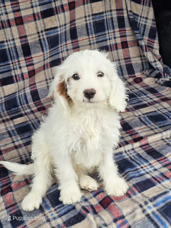 Nautical  – Cavapoo puppy for sale in Jamesport, MO