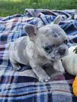 Quinn, a male French Bulldog for sale in Jamesport, MO – 4 of 5