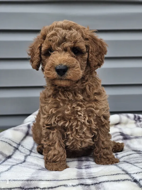Enzo  – Cavapoo puppy for sale in Jamesport, MO