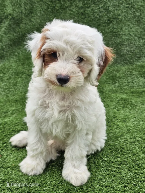 Ice – Cavapoo puppy for sale in Jamesport, MO
