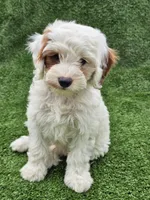 Ice, a male Cavapoo for sale in Jamesport, MO – 1 of 6