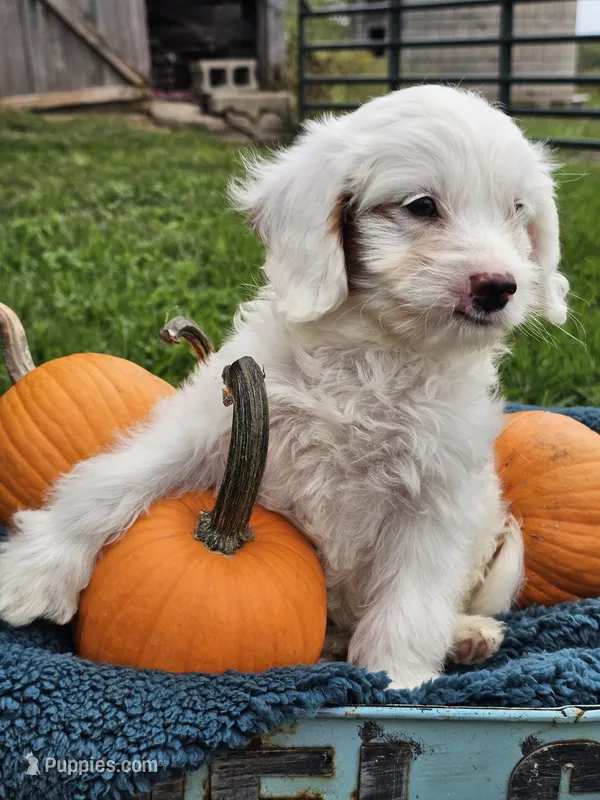 Nautical  – Cavapoo puppy for sale in Jamesport, MO