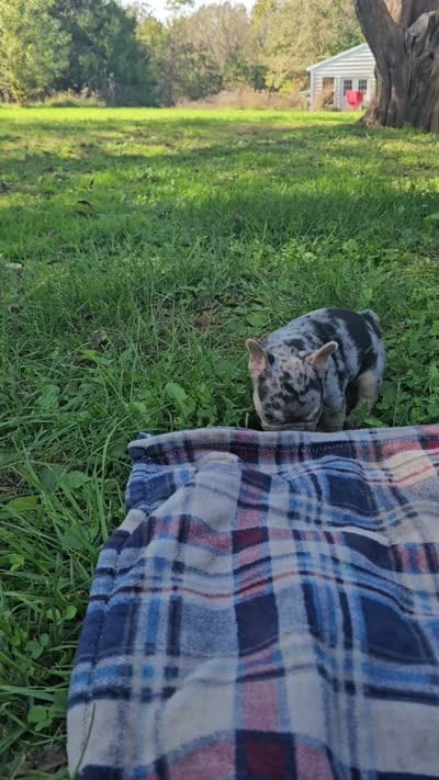 Quarter , a male French Bulldog for sale in Jamesport, MO – 5 of 5