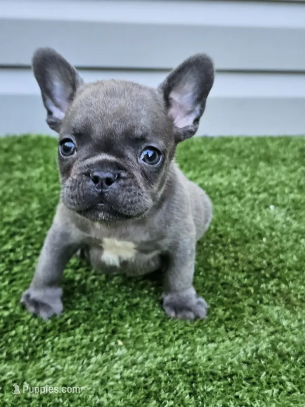 Maui  – French Bulldog puppy for sale in Jamesport, MO