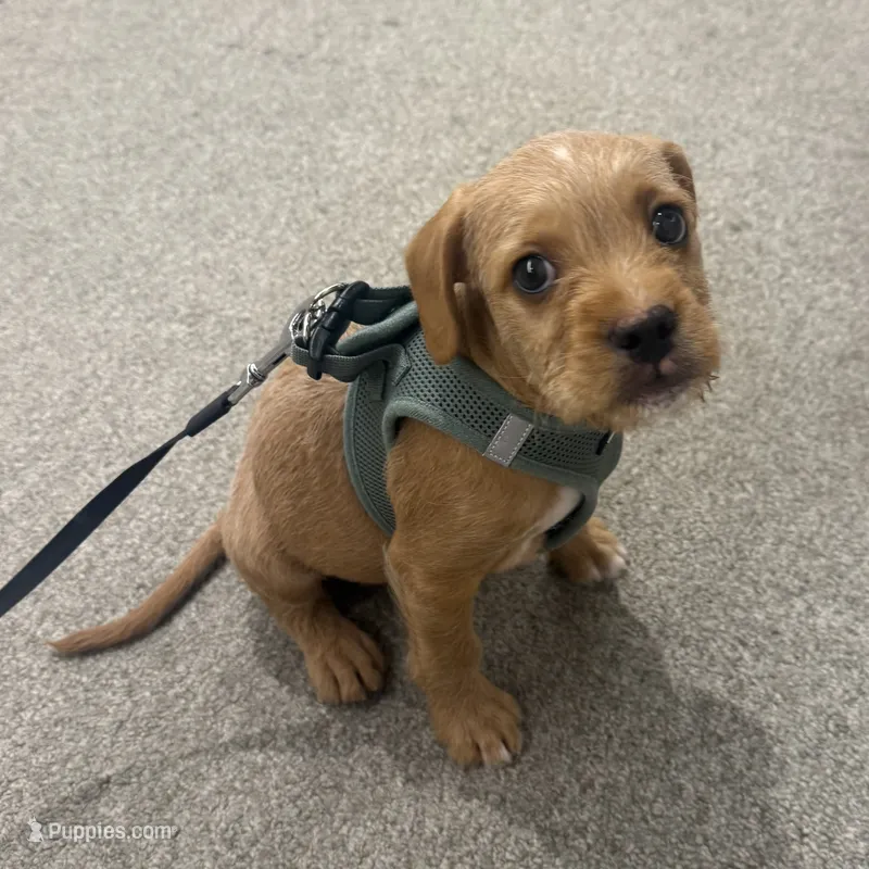 Brody – French Bulldog, Goldendoodle puppy for sale in New York, NY