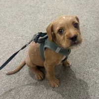 Brody, a male French Bulldog and Goldendoodle for sale in New York, NY – 1 of 3