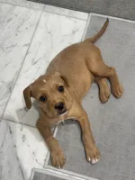 Brody, a male French Bulldog and Goldendoodle for sale in New York, NY – 3 of 3