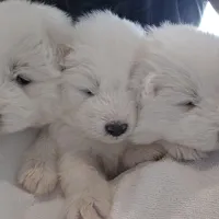 Gaia, a female Samoyed for sale in Denver, CO – Photo 3 of 3