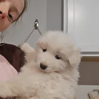 Gaia, a female Samoyed for sale in Denver, CO – Photo 2 of 3