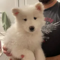 Gaia, a female Samoyed for sale in Denver, CO – Photo 1 of 3