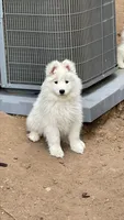 Gaia, a female Samoyed for sale in Denver, CO – Photo 2 of 4