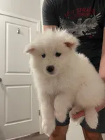 Celeste, a female Samoyed for sale in Denver, CO – Photo 3 of 5