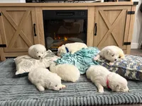 Celeste, a female Samoyed for sale in Denver, CO – Photo 5 of 5