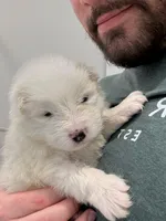 Celeste, a female Samoyed for sale in Denver, CO – Photo 4 of 5