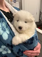 Celeste, a female Samoyed for sale in Denver, CO – Photo 1 of 5
