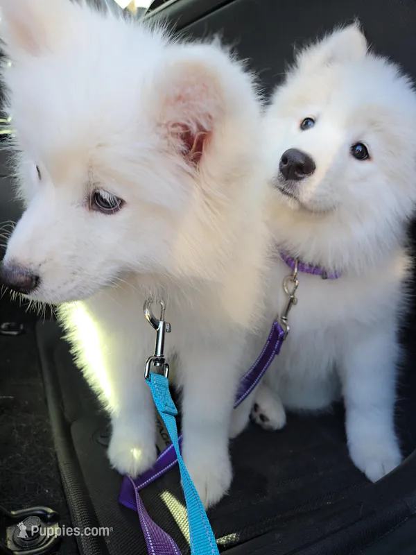 Celeste – Samoyed puppy for sale in Denver, CO