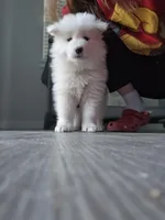 Duke, a male Samoyed for sale in Denver, CO – Photo 4 of 4