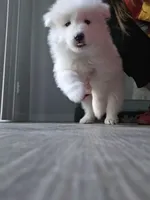 Duke, a male Samoyed for sale in Denver, CO – Photo 3 of 4