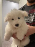 Duke, a male Samoyed for sale in Denver, CO – Photo 1 of 4