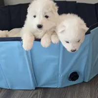 Hermione, a female Samoyed for sale in Denver, CO – Photo 3 of 3