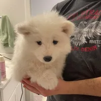 Hermione, a female Samoyed for sale in Denver, CO – Photo 1 of 3