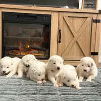 Hermione, a female Samoyed for sale in Denver, CO – Photo 2 of 3