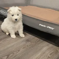 Lily, a female Samoyed for sale in Denver, CO – Photo 4 of 5