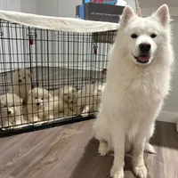 Lily, a female Samoyed for sale in Denver, CO – Photo 2 of 5