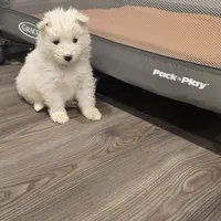 Lily, a female Samoyed for sale in Denver, CO – Photo 5 of 5