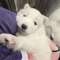 Lily, a female Samoyed for sale in Denver, CO – Photo 3 of 5