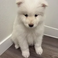 Lily, a female Samoyed for sale in Denver, CO – Photo 1 of 5