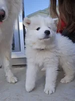 Po, a female Samoyed for sale in Denver, CO – Photo 5 of 6