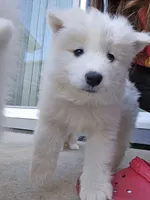 Po, a female Samoyed for sale in Denver, CO – Photo 6 of 6