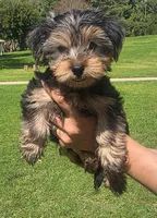 Nala & faith, a female Yorkshire Terrier for sale in San Fernando, CA – Photo 2 of 2