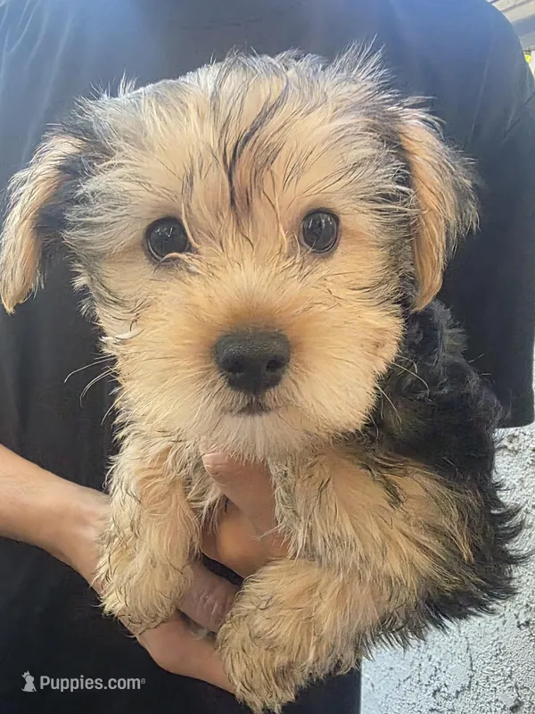Nala  – Yorkshire Terrier puppy for sale in San Fernando, CA