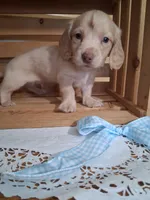 Milo, a male Dachshund for sale in Lagrange, IN – 3 of 4