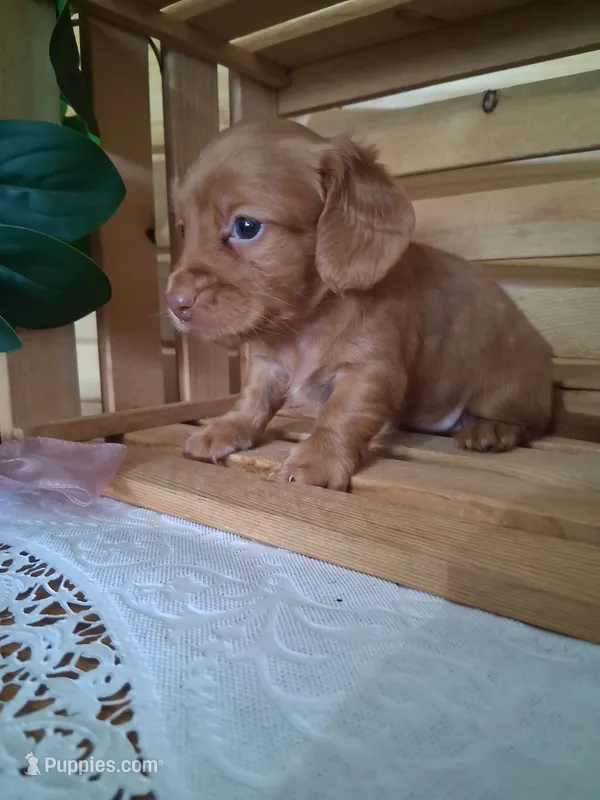 Maisy – Dachshund puppy for sale in Lagrange, IN