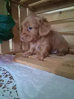 Maisy, a female Dachshund for sale in Lagrange, IN – 1 of 6