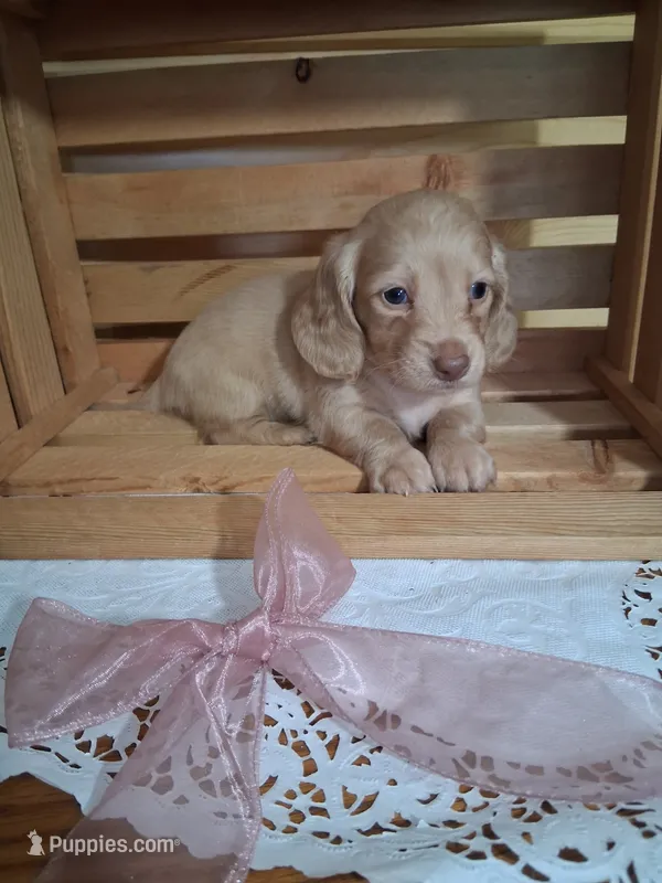 Millie – Dachshund puppy for sale in Lagrange, IN