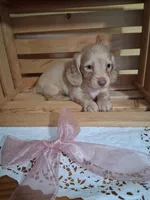 Millie, a female Dachshund for sale in Lagrange, IN – 1 of 4