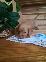 Mack, a male Dachshund for sale in Lagrange, IN – 4 of 4
